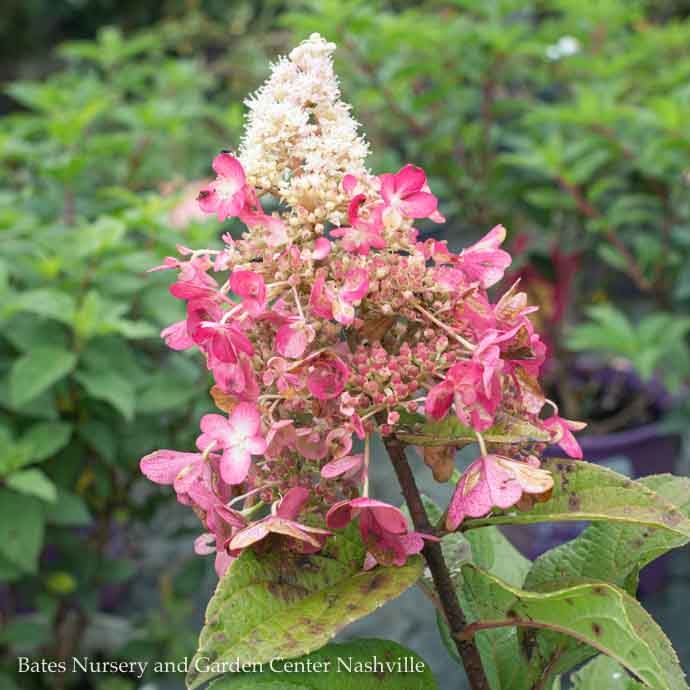  Topiary #7PT Hydrangea Pan Pinky Winky/Panicle White To Dark Red Patio Tree