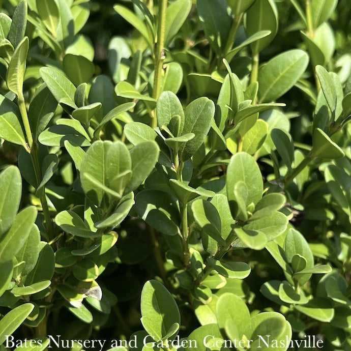  Topiary Cone 21-24" Buxus X Green Mountain/ Boxwood