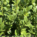  Topiary Cone 21-24" Buxus X Green Mountain/ Boxwood