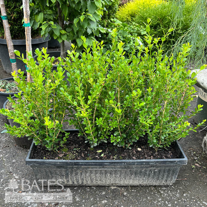  Topiary Hedge Box Buxus Micro Var Japonica Winter Gem/ Boxwood