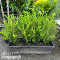  Topiary Hedge Box Buxus Micro Var Japonica Winter Gem/ Boxwood
