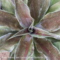  Tropical #2 Mangave Mission To Mars/Dark Red Foliage