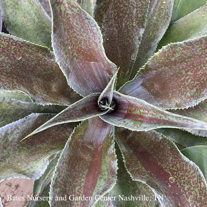 Tropical #2 Mangave Mission To Mars/Dark Red Foliage