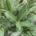 Tropical Culinary #1Laurus Nob Little Ragu/ Topiary Bay Laurel - No Warranty ***NOT INCLUDED IN SALE**