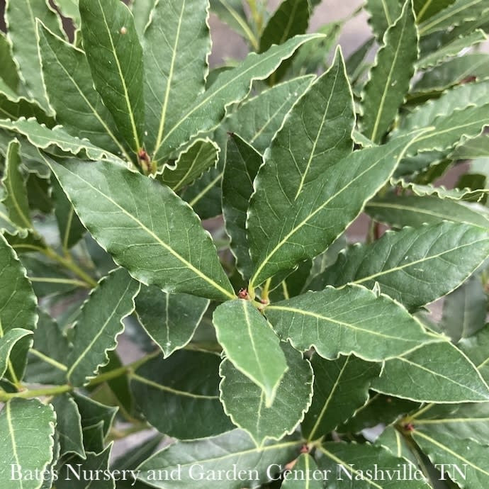  Tropical Culinary #1Laurus Nob Little Ragu/ Topiary Bay Laurel - No Warranty ***NOT INCLUDED IN SALE**