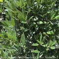  Tropical Culinary #1 Laurus Nobilis/ Bay Laurel - No Warranty ***NOT INCLUDED IN SALE**