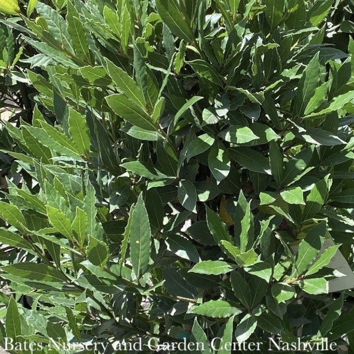  Tropical Culinary #1 Laurus Nobilis/ Bay Laurel - No Warranty ***NOT INCLUDED IN SALE**
