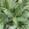  Tropical Culinary #1 PT Laurus Nob Little Ragu/ Topiary Bay Laurel - No Warranty ***NOT INCLUDED IN SALE**