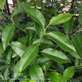  Tropical Edible 12p!/#5 Citrus Key/ Lime Bush - No Warranty