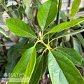  Tropical Edible #3 Persea Joey/ Avocado - No Warranty