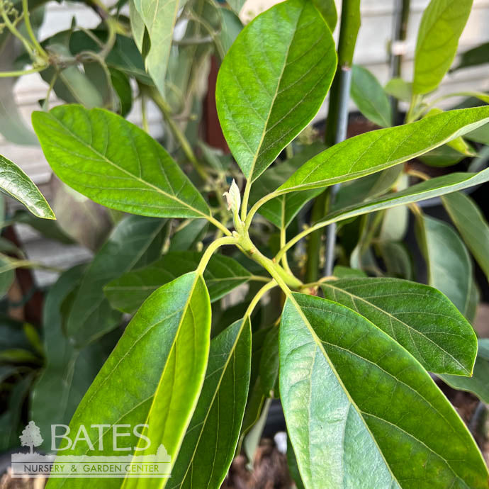  Tropical Edible #3 Persea Joey/ Avocado - No Warranty