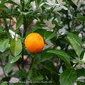  Tropical Edible #5 Citrus Calamondin/ Orange Bush - No Warranty