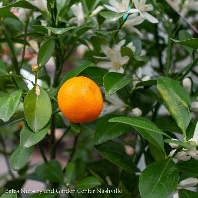  Tropical Edible #5 Citrus Calamondin/ Orange Bush - No Warranty