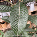  Tropical Edible #5 Eriobotrya Japonica/ Loquat - No Warranty