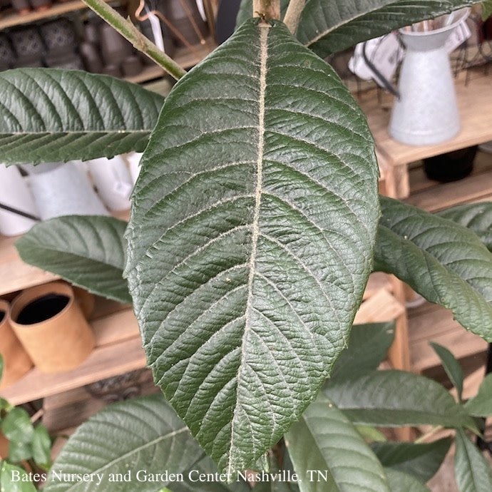  Tropical Edible #5 Eriobotrya Japonica/ Loquat - No Warranty