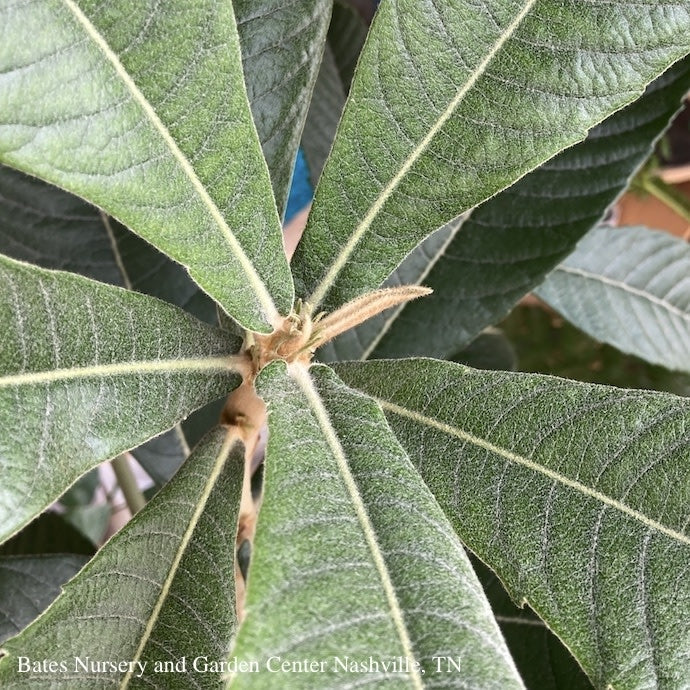  Tropical Edible #5 Eriobotrya Japonica/ Loquat - No Warranty