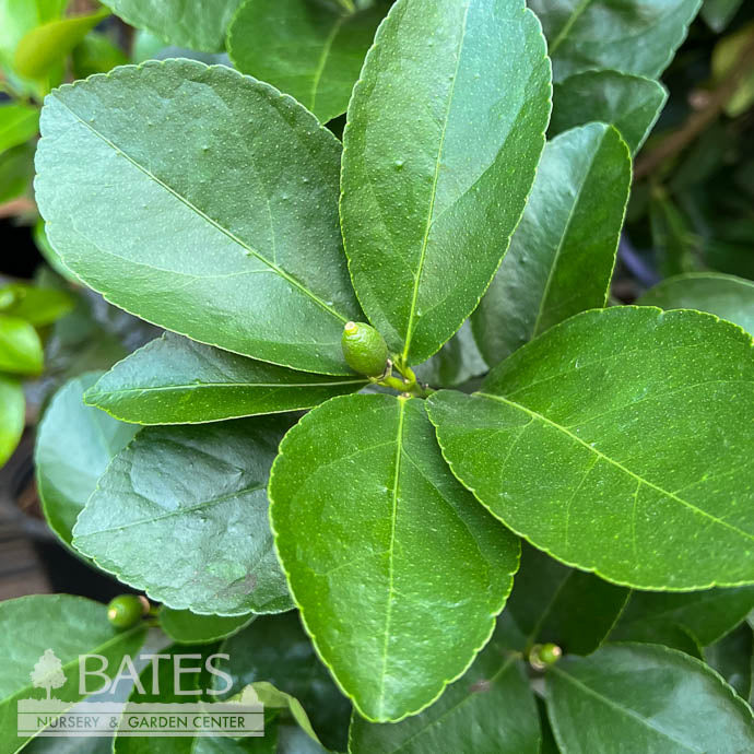  Tropical Edible 5p! Citrus Persian/ Dwarf Bush Lime Premium - No Warranty