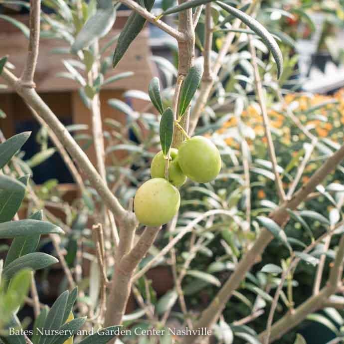  Tropical Edible #7 Olea Haas Improved Manzanillo/ Fruiting Olive - No Warranty
